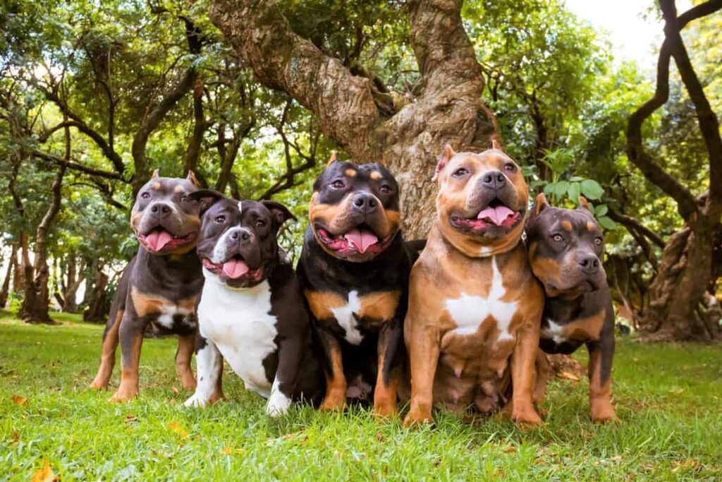 Perros en Guatemala | Chuchos.gt