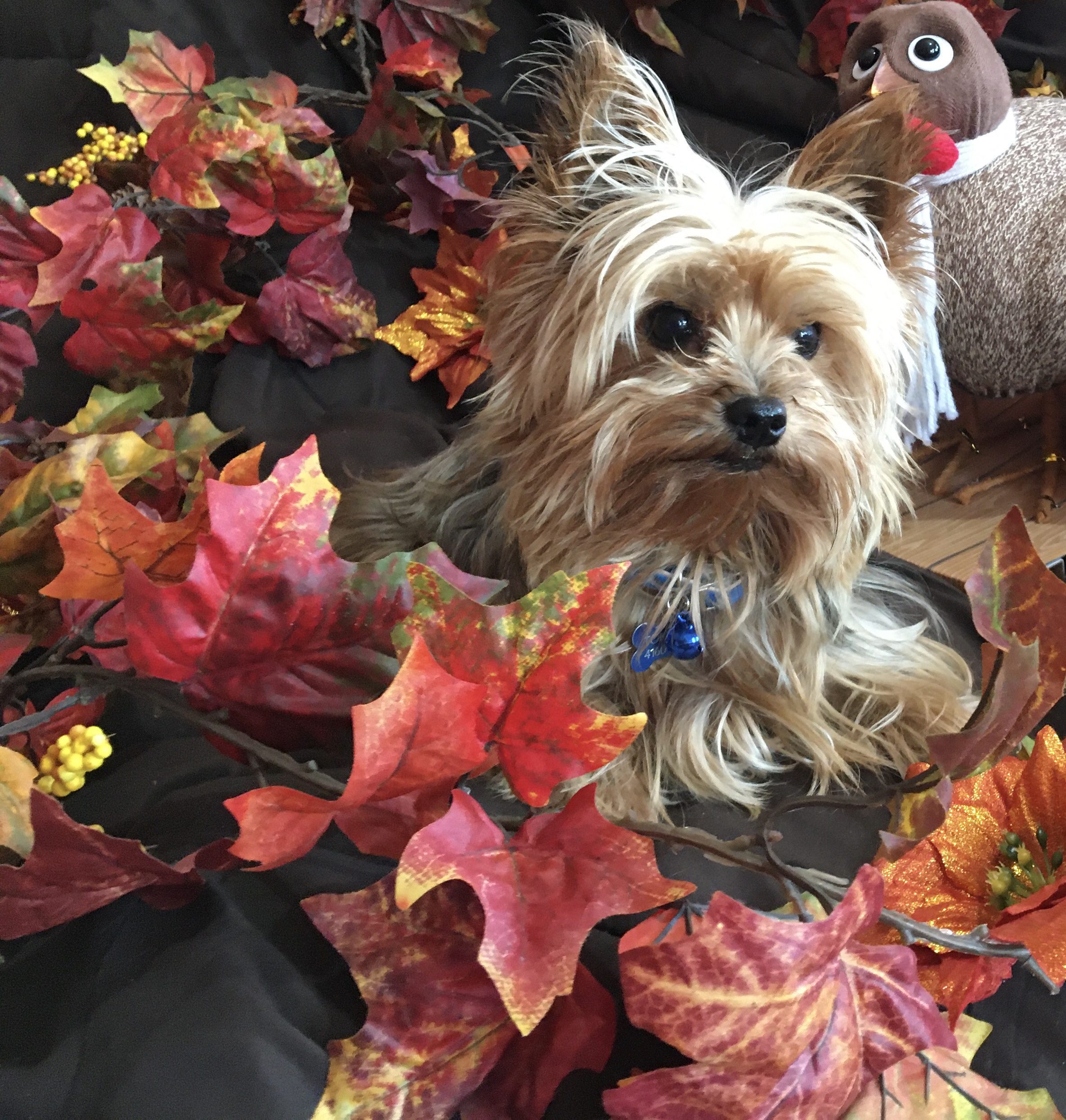 yorkshire-terrier-machos-chuchos-gt