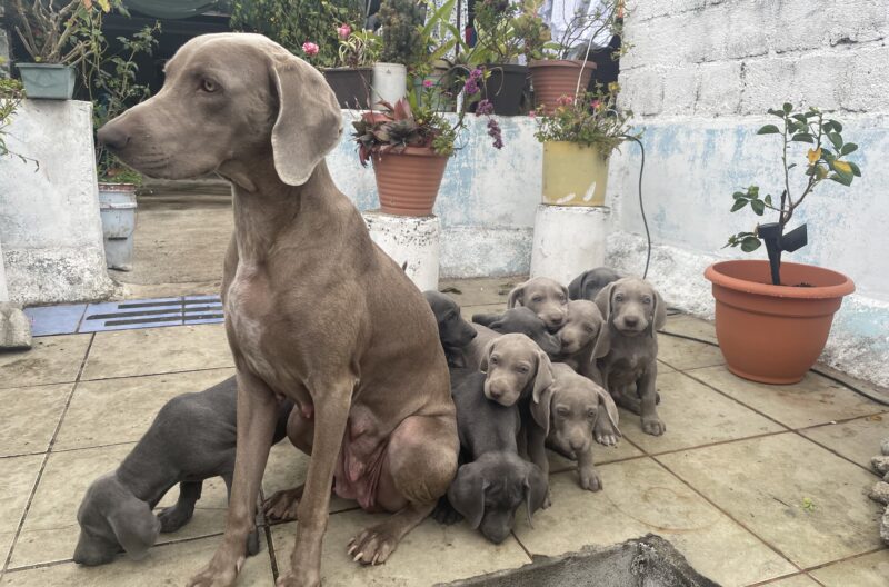 french-poodle-peque-as-chuchos-gt