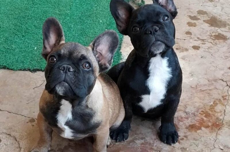bulldog-franc-s-chuchos-gt