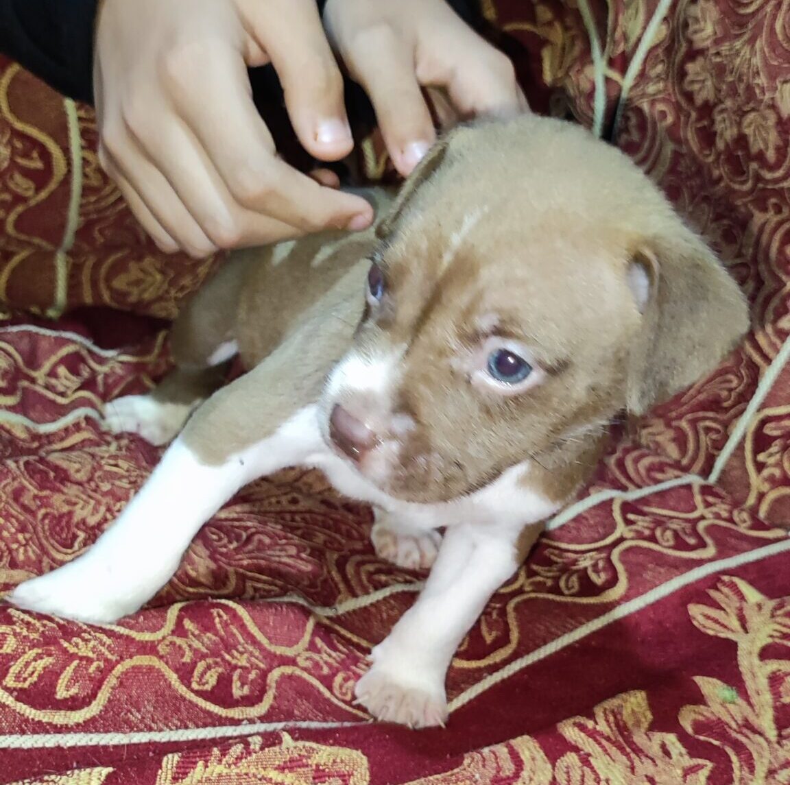 american-bully-chuchos-gt