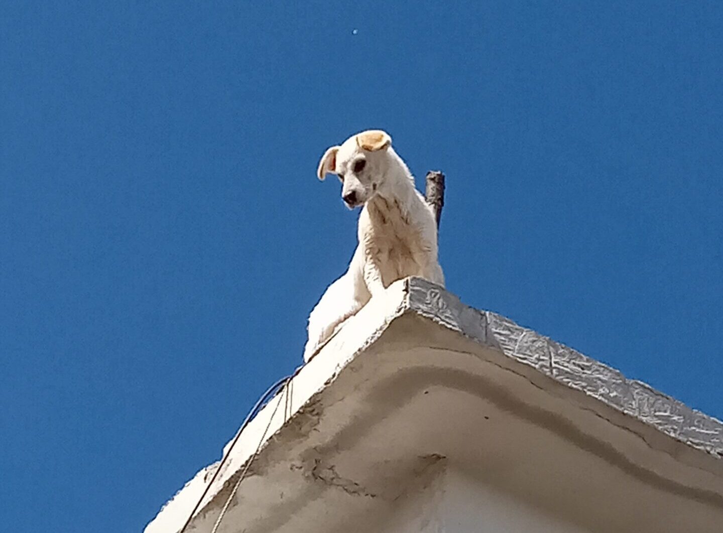 labrador-retriever-chuchos-gt