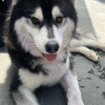 Busco hembra para mi Alaskan malamute. Puede ser ya sea de la misma raza o husky siberiano!