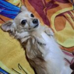 Busco Novia Chihuahua!!!