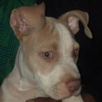 Cachorros American Bully Originales
