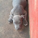 American bully gris y blanco hembras
