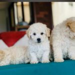 French poodle toy