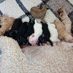 Caniche enano 5 hembras 5 machos
