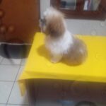 Shi.tzu imperial