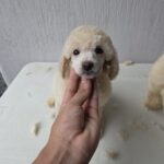 Caniche / French poodle hembra