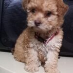 FRENCH POODLE TOY ALBINA