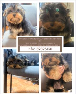 Preciosa cachorrita miniatura!!! Excelente línea.  Lista para entregar !! 