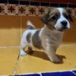 Jack Russell terrier