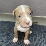 American Pit bull terrier