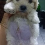 FRENCH POODLE TOY ALBINO