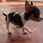 Chihuahua Cabeza de manzana