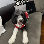 Mi perrita de 4 años busca novio VIEJO PASTOR INGLES
