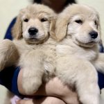 Golden retriever Azul