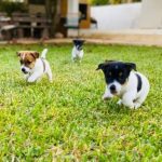 Jack Russell Terrier