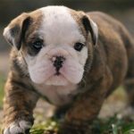 🐶 Bulldog Inglés con Pedigrí A