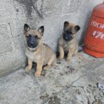 Pastor alemán malinois