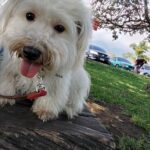 Busco novia raza Bichon maltés ó habanero