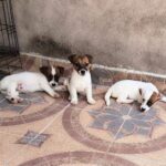 Jack Russell Terrier