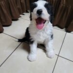 Viejo Pastor Inglés