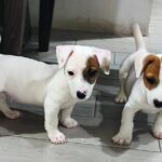 Jack Russell Terrier