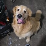 Busco pareja para Bruno