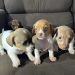 Lindos cachorritos mezcla chihuahua/salchicha