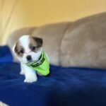 Jack Russell Terrier