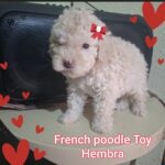 French poodle Toy