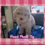 French poodle Toy
