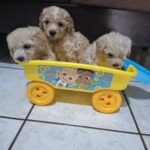 French poodle Toy