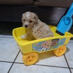 French poodle Toy