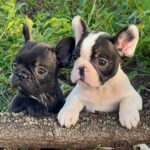 Bulldog frances