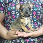 Chihuahuas