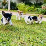Jack Russell Terrier