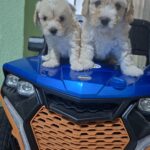 French poodle Toy