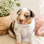 Cachorros Aussies o Pastor Ovejero Australiano