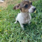 Lindos cachorritos de 3 meses, chihuahua/salchicha