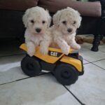 French poodle Toy