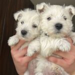 Westie (West Highlander White Terrier) cachorros