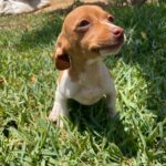 lindos cachorritos de 3 meses, mezcla chihuahua con salchicha, no crecen mas que un gato comun