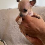 Lindos chihuahuas   de talla pequeña. En chimaltenango.
