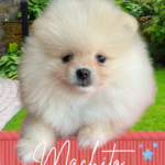 Pomerania Macho pedigree A excelente genetica calidad top