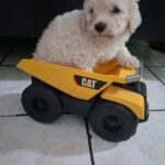 French poodle Toy