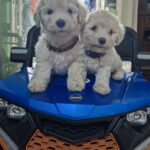 French poodle Toy