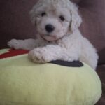 French poodle Toy *hembra